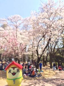 別所沼公園の桜