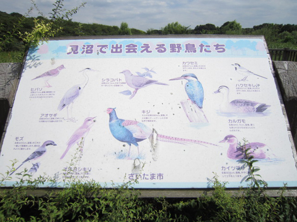 野鳥図鑑