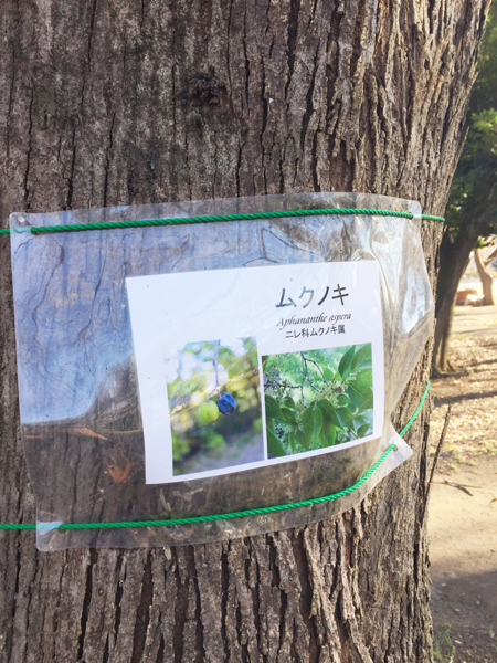 つつじヶ丘公園ムクノキ