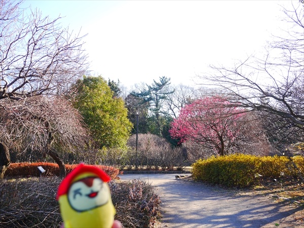 越谷市梅林公園