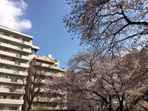 弁天公園桜2