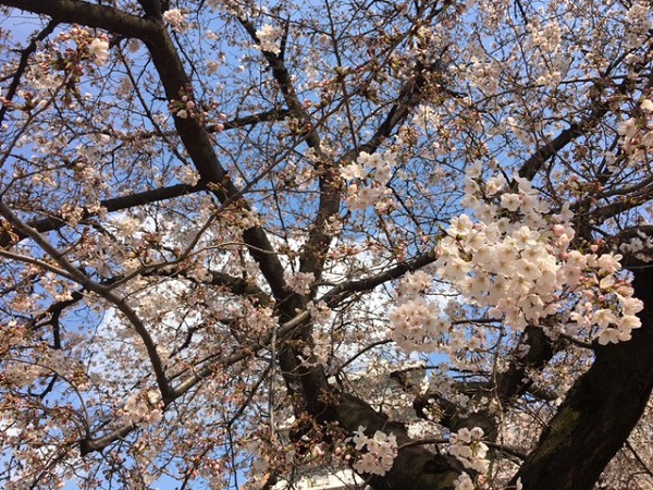 桜