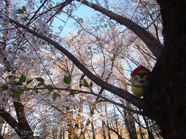 別所沼公園さくら２
