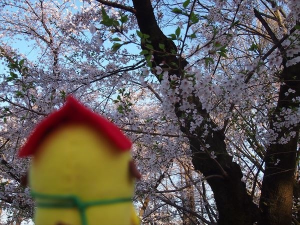 別所沼公園さくら３