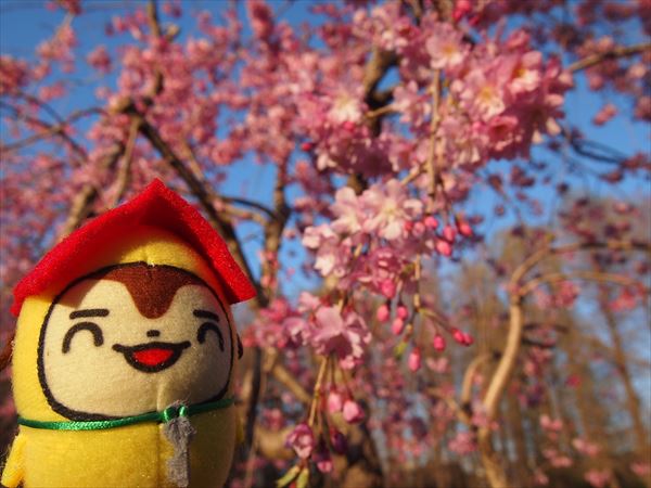 別所沼公園さくら４