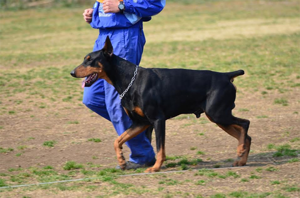 警察犬審査１