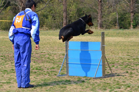 警察犬審査２