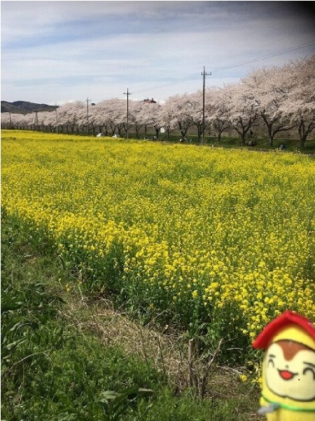 菜の花畑