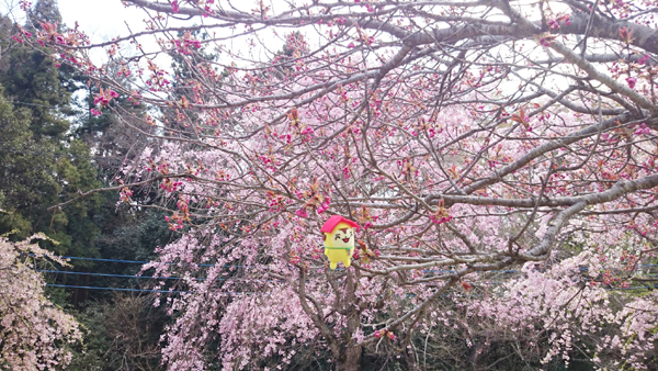 高尾さくら公園内３