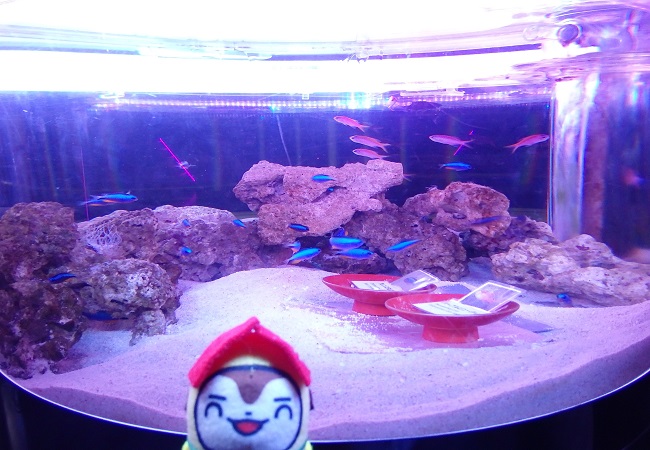 品川アクアパーク水族館内