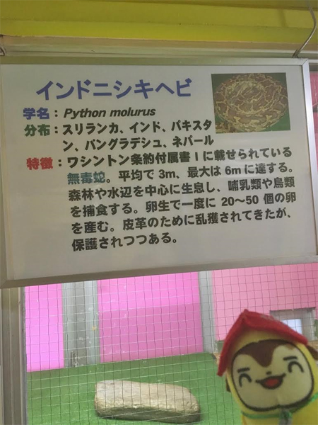 インドニシキヘビ