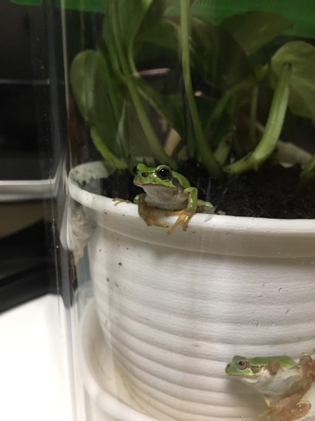 かえる２