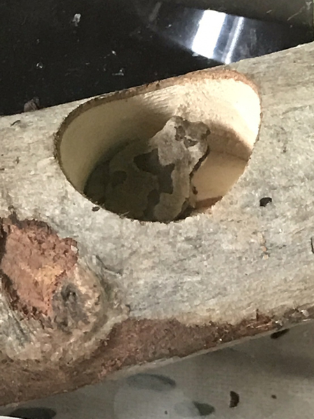 かえる擬態