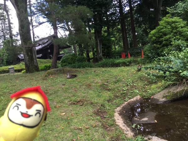 カルガモ