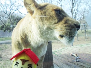 多摩動物公園ライオン
