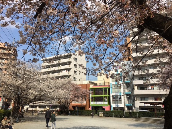 弁天公園桜